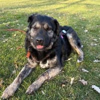 Bea - sucht ruhiges Zuhause mit Herz, Hündin zur Adoption