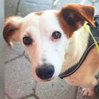 Bimas - ist gesund&neugierig, Hund zur Adoption