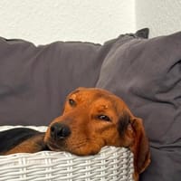 Holly eine leise Seele sucht ihr Zuhause, Hündin zur Adoption