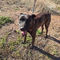 Buba, Hund zur Adoption