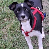 Verschmuste Hundedame wartet auf dich, Hündin zur Adoption