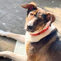 Joy - verschmust&verspielt, Hündin zur Adoption