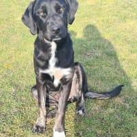 Morana sucht ein für immer Zuhause, Hündin zur Adoption