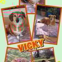 süße kleine Vicky auf PS in 90562, Hündin zur Adoption
