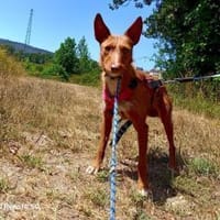 NICKI ❤ zerbrechlich, leise, tapfer, Hündin zur Adoption