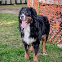 Markusz, bildhübscher Berner Sennenhund, Hund zur Adoption