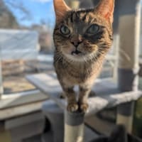 Mizi, Katze zur Adoption