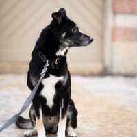 Knödel, Hund zur Adoption