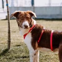 Lieber, fröhlicher Junghund Ali, Hund zur Adoption