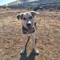 Turrón, Hund zur Adoption