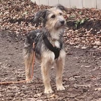 Mila F., Hündin zur Adoption