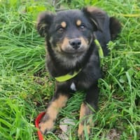 MOTTE 🧡🧡🧡liebes Zuhause gesucht, Hündin zur Adoption