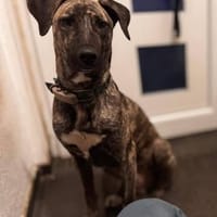 Archie sucht neues Zuhause, Hund zur Adoption