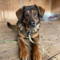 Benno, Hund zur Adoption