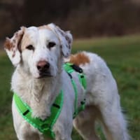 Frisko freut sich auf Sie!, Hund zur Adoption