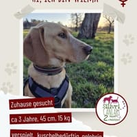 Wilma sucht ein Zuhause, Hündin zur Adoption