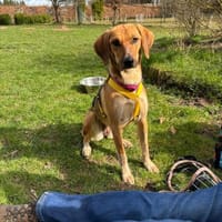 Teela, Hündin zur Adoption