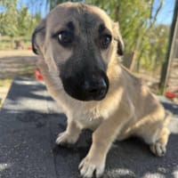 Die kleine 🐾❤ ARIELLE sucht eine Famil, Hündin zur Adoption