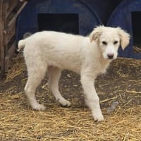 Beto, sensibler Welpe sucht Zuhause, Hund zur Adoption