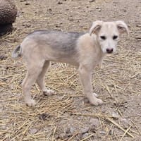 Ida, neugieriger Welpe sucht Zuhause, Hündin zur Adoption