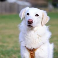 Zorro möchte zu Ihrer Familie gehören, Hund zur Adoption