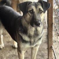 Malia - Möchte kein graues Mäuschen sein, Hündin zur Adoption