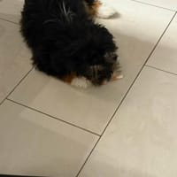 Ubbo,kleiner Wuschel sucht Körbchen, Hund zur Adoption