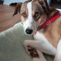 Nini ist eine sanfte, so liebe Hündin!, Hündin zur Adoption