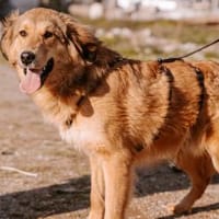 Junger lieber Gustav sucht seine Familie, Hund zur Adoption