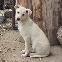 Tom, kleiner Rüde sucht Zuhause, Hund zur Adoption