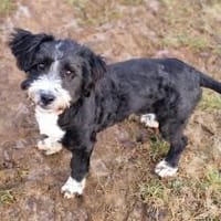 Ruby  Die alltagsliebende Schmusedame, Hündin zur Adoption