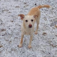 Lumi, Hündin zur Adoption