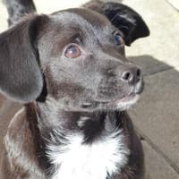 Gibt es liebe Menschen für Penko?, Hund zur Adoption