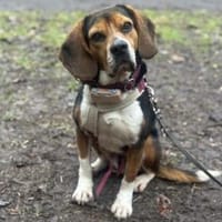 Celentano - wartet in 45549 Sprockhövel, Hund zur Adoption