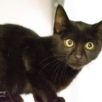 Tamo + Tschiggy, Kater zur Adoption