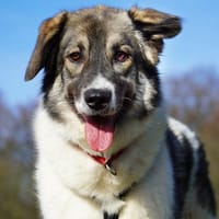 Hedi  Große Seele auf vier Pfoten, Hündin zur Adoption