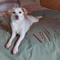 Eira, Hündin zur Adoption