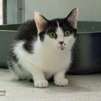 Tschiggy + Tamo, Katze zur Adoption