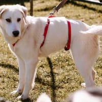 Die fröhliche Mali sucht ihr Zuhause, Hündin zur Adoption