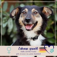 Veerle - Hundemama sucht Dich - 45 cm, Hündin zur Adoption