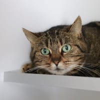 Clochette, chatte à adopter