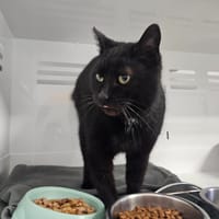 MIAOUSS, chatte à adopter