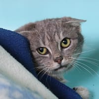 Coin Coin, chatte à adopter