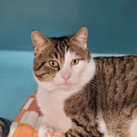 OSCAR, chat à adopter