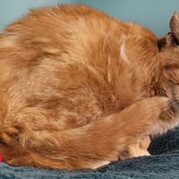 POGO, chat à adopter