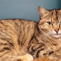 ELEEN, chatte à adopter