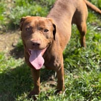 Acura CAA14913, chienne à adopter