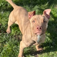 Taiga CAA14912, chienne à adopter