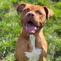 Aros CAA14916, chien à adopter