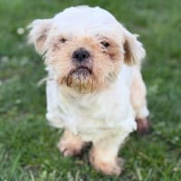 Angel CAA14919, chien à adopter